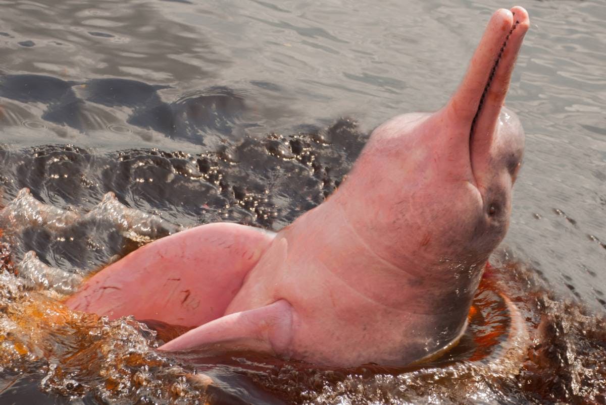 Species Of The Week Amazon River Dolphin One Earth