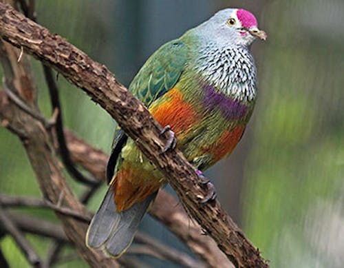 Marianas fruit pigeon