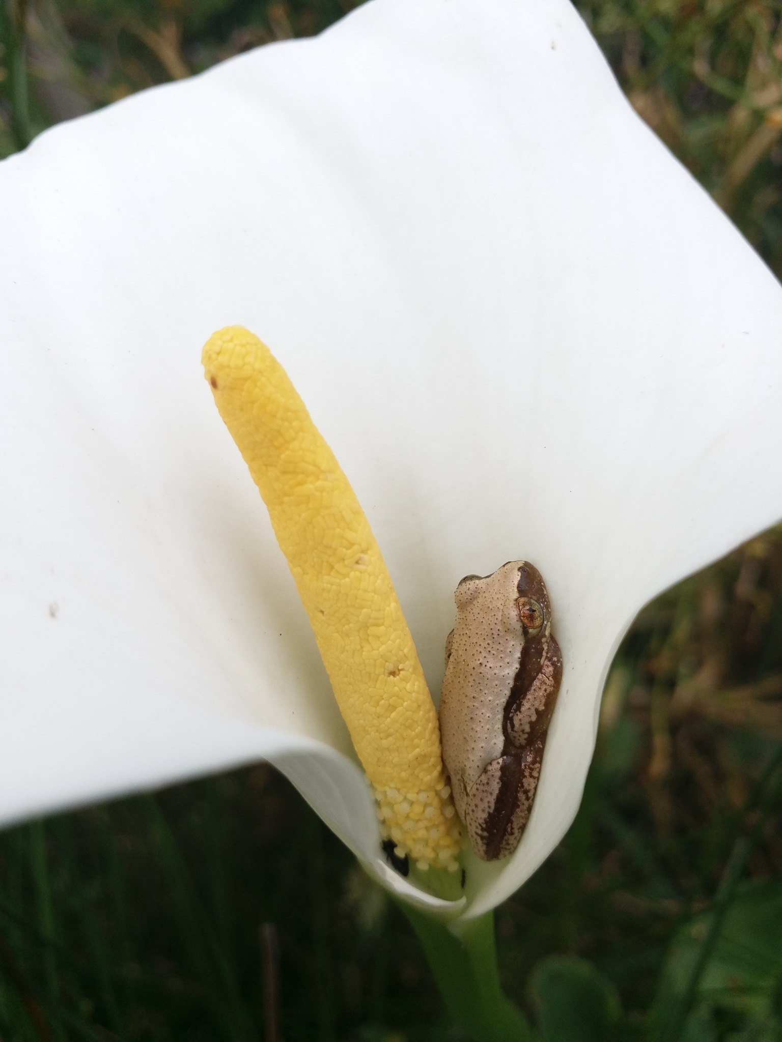 Knysna banana frog (Afrixalus knysnae).