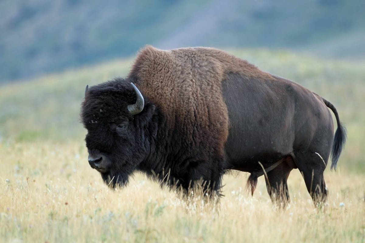 Plains bison: the powerful American icon restoring the prairie