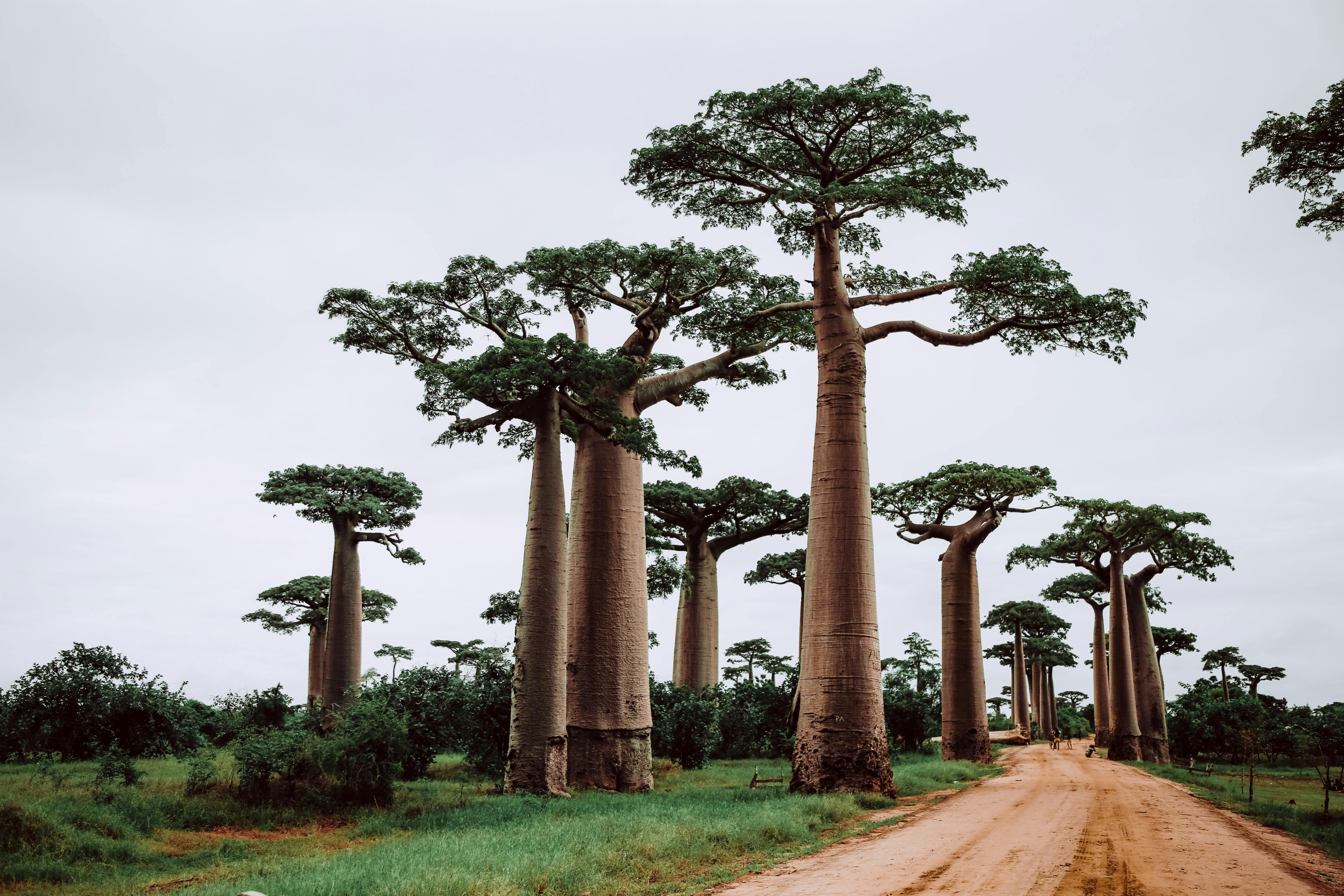 Species of the Week: African baobab tree | One Earth