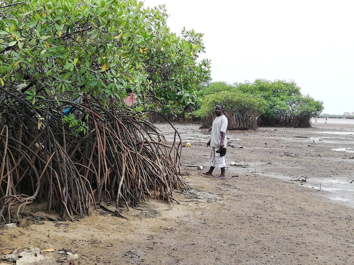 Cockle Bay discovers the power of restoring mangroves