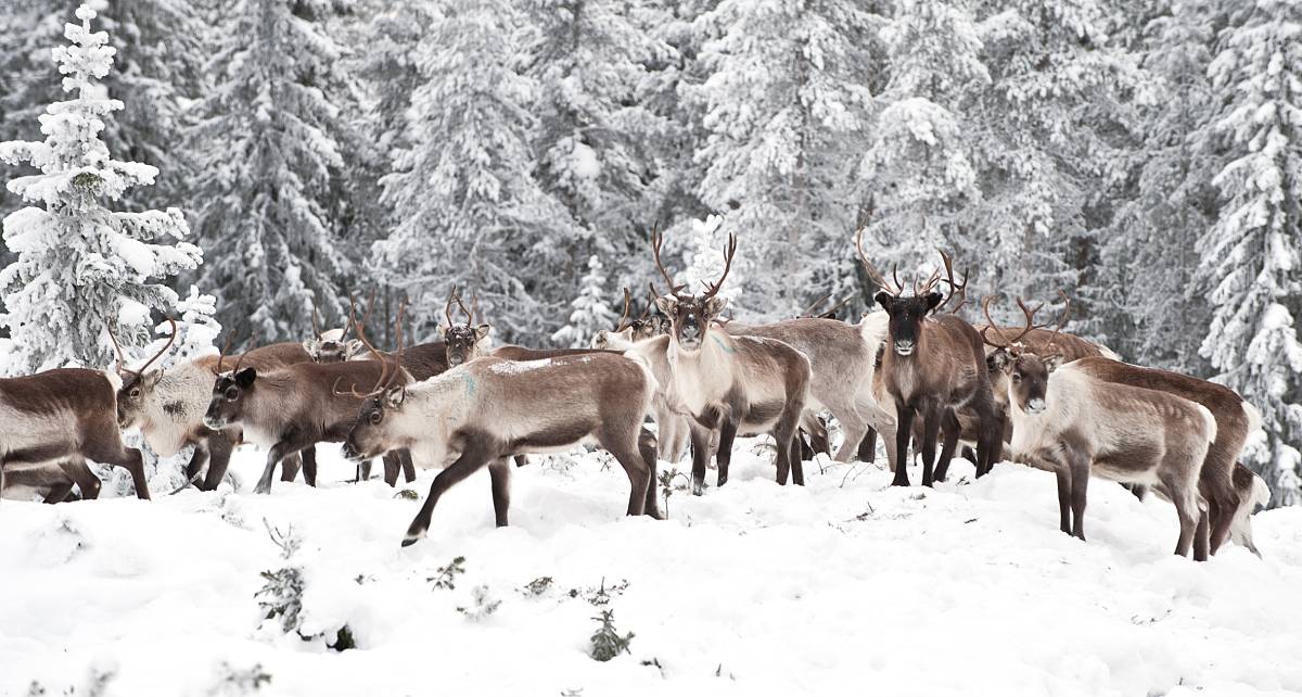 Reindeers in the snowy forest. Image credit: Moori | Dreamstime (12596181)