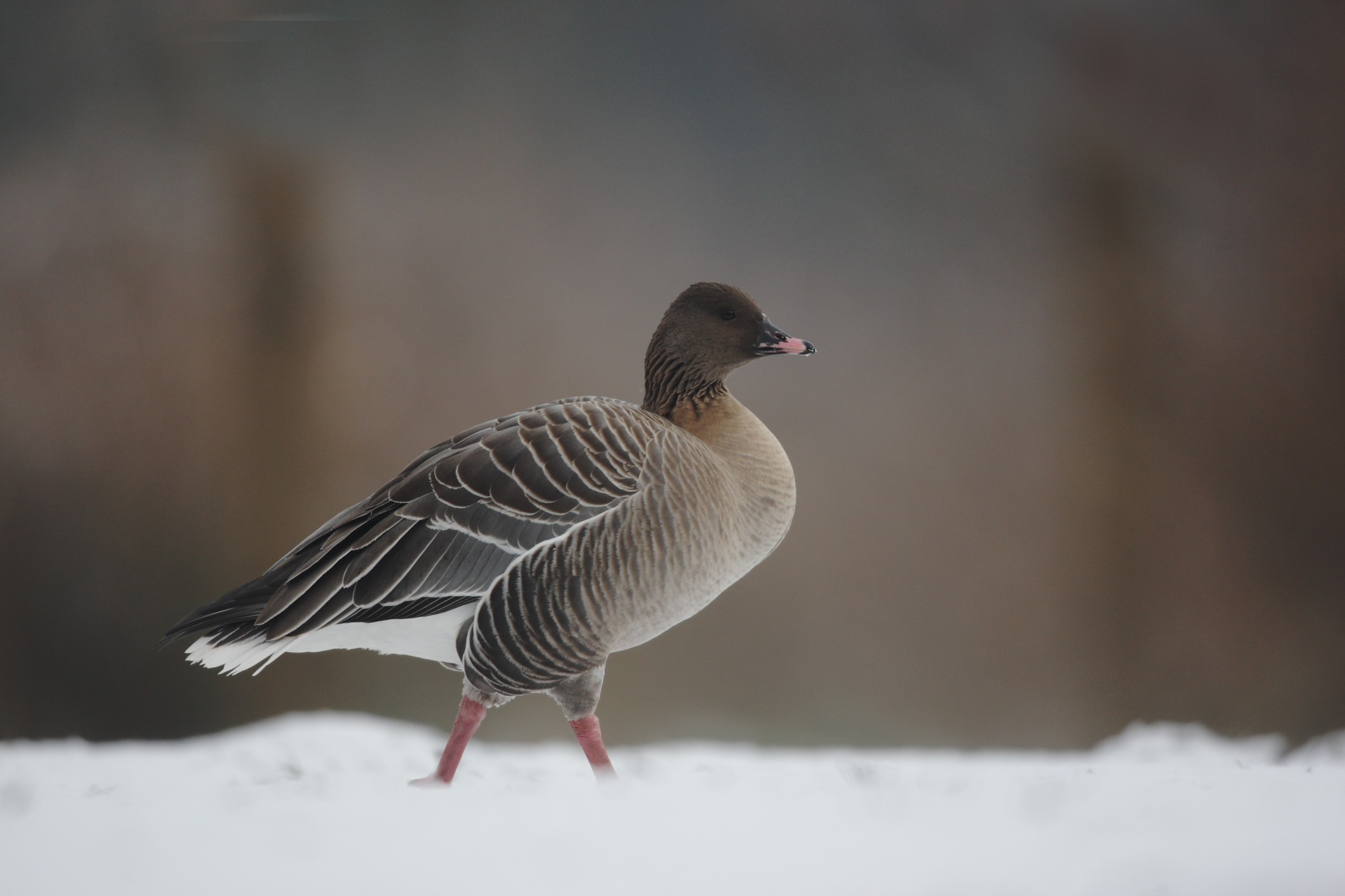 Pink-footed goose standing in snow. Image Credit: © Mikelane45, Dreamstime.