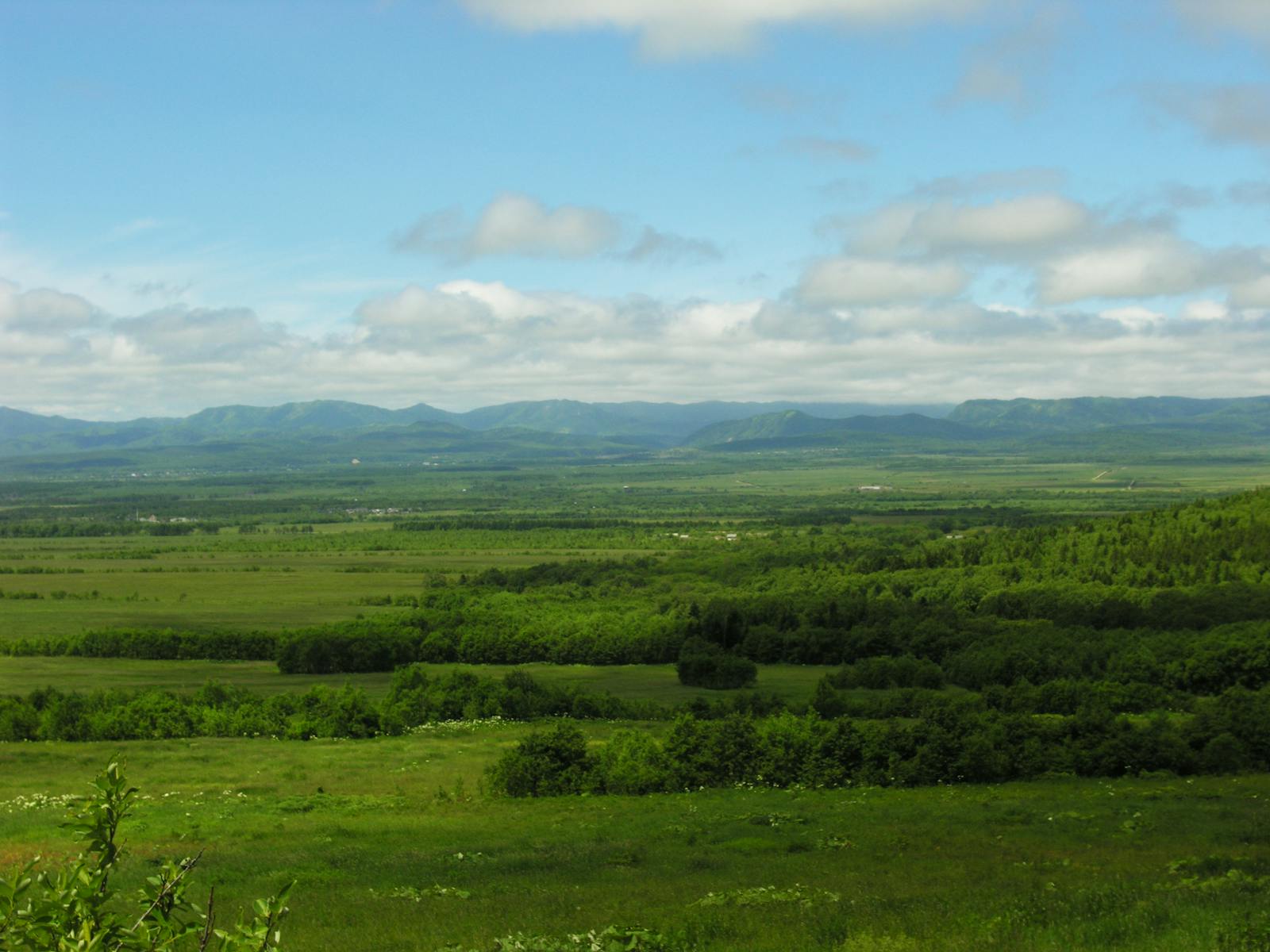 Sakhalin Island Taiga