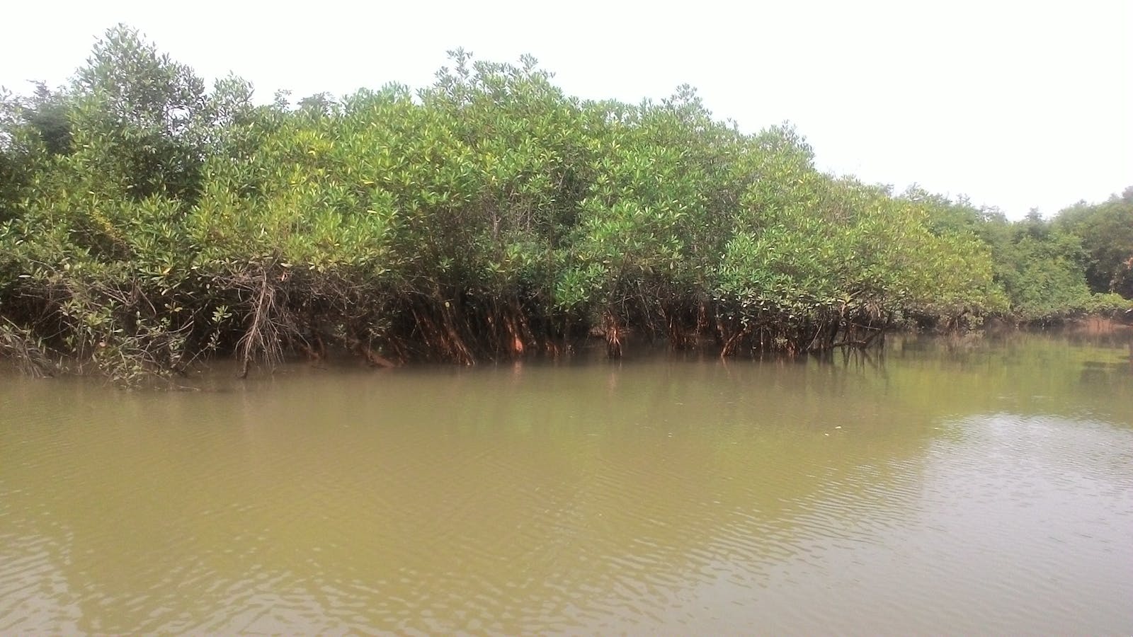 Orissa Semi-Evergreen Forests