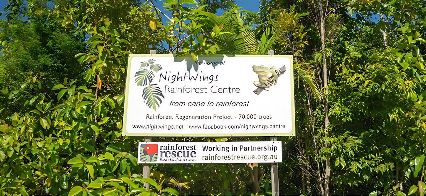 NightWings takes action to restore and protect the Daintree Rainforest