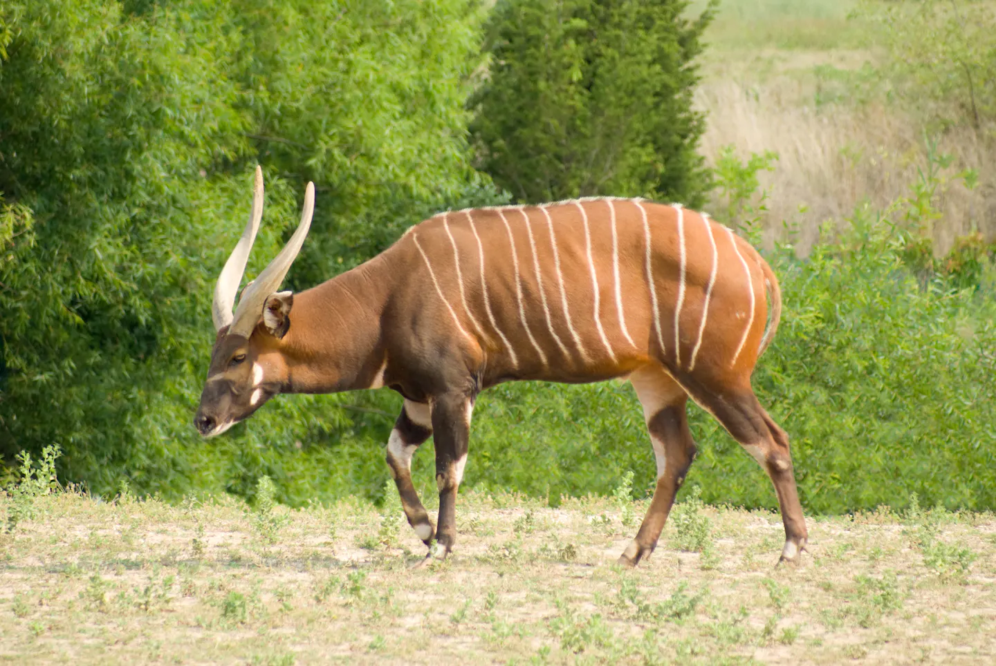 The bongo antelope: Stripes, spirals, and survival in a vanishing world