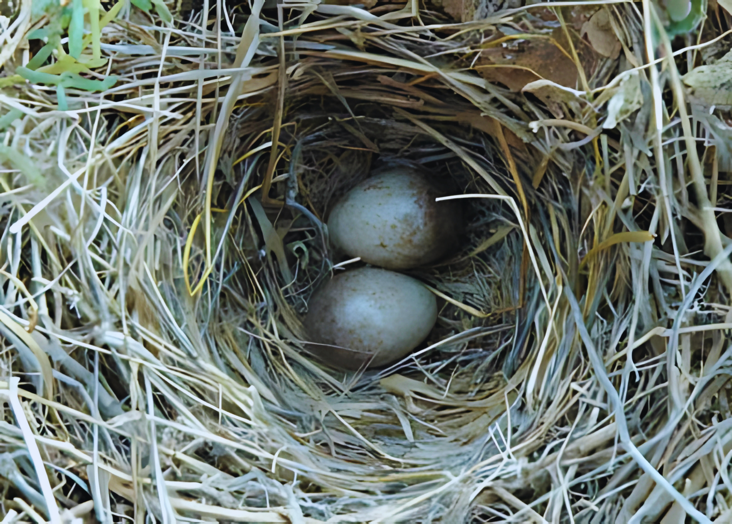 Raso lark eggs. Image Credit: Justin Welbergen at the English Wikipedia, CC BY-SA 3.0. Raso lark eggs. Image Credit: Justin Welbergen at the English Wikipedia, CC BY-SA 3.0.