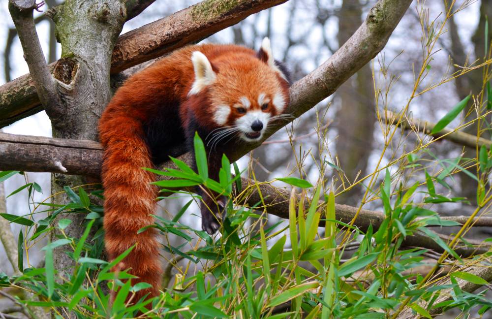A red panda, on a tree, eats green leaves of bamboo. Photo ID 157113392 © Roberto Buonaguidi | Dreamstime.com