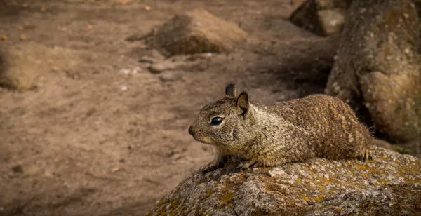 Meet the Baja California rock squirrel: A rare resident of Mexico’s desert mountains
