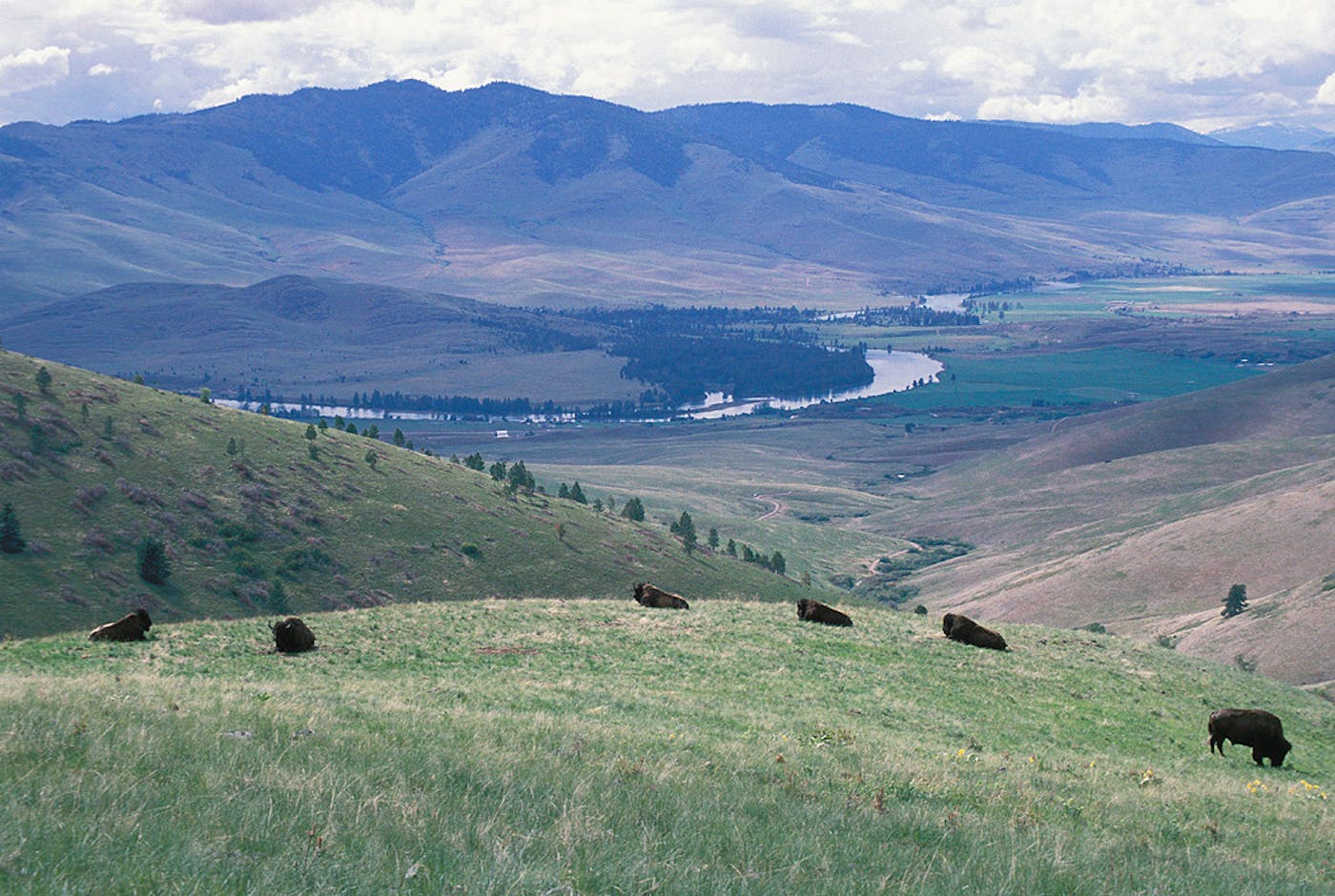 Greater Rockies & Mountain Forests (NA13)