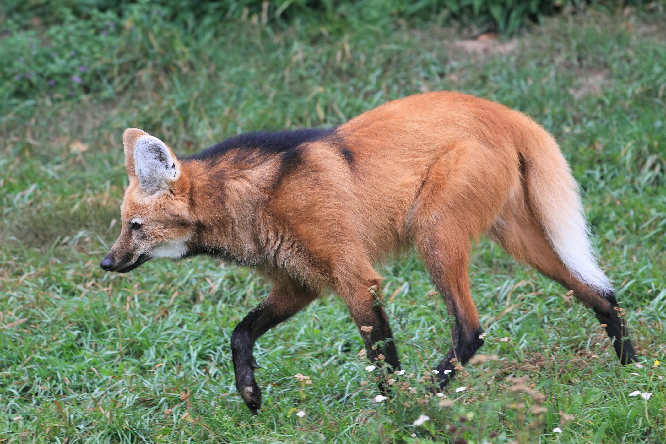 Maned wolf prowling the Cerrado grasslands. Image Credit: © Lukas Blazek, Dreamstime.