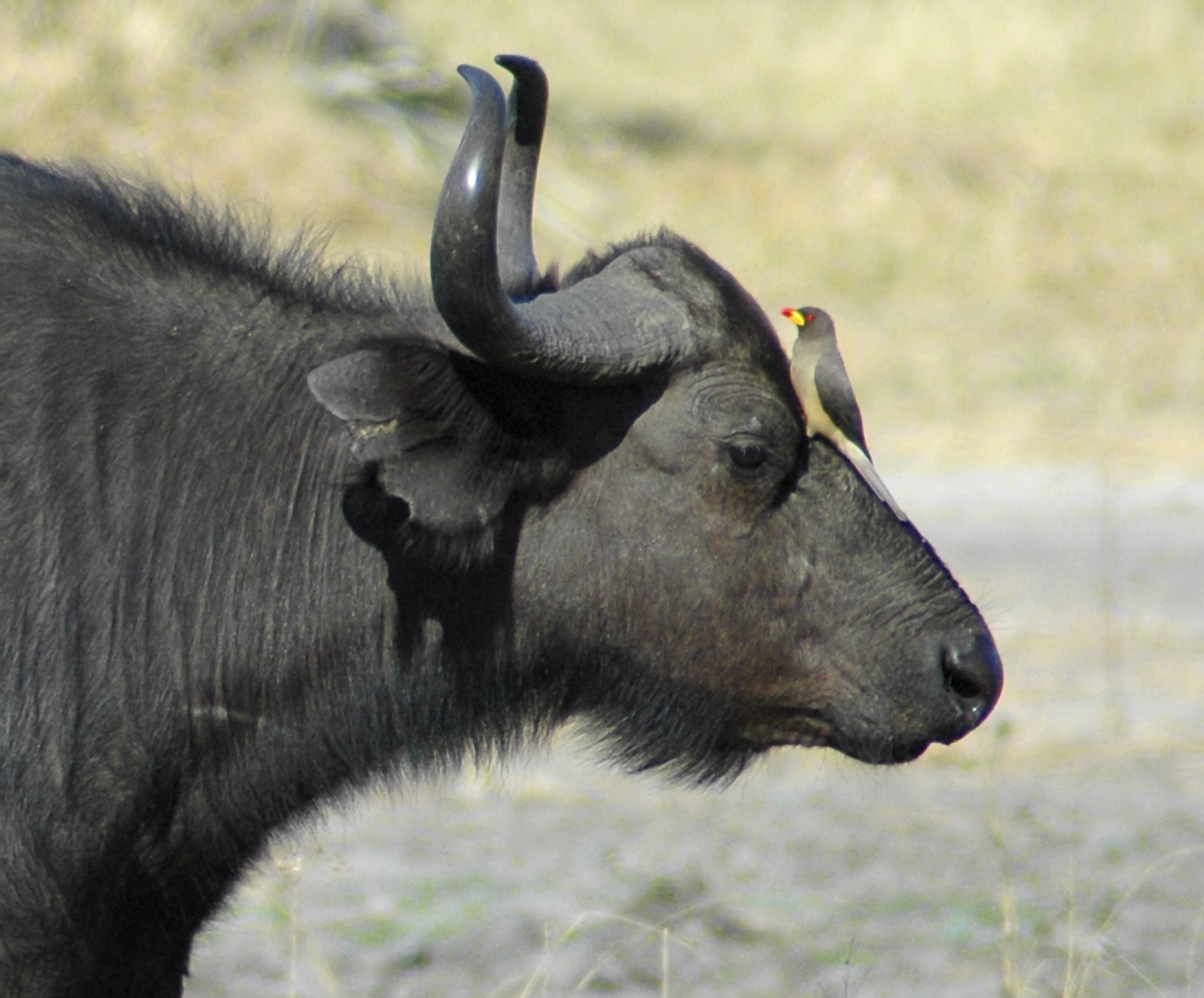 Profile of a water buffalo, with an oxpecker on his nose. Image credit: © Pete Favelle | Dreamstime.jpeg