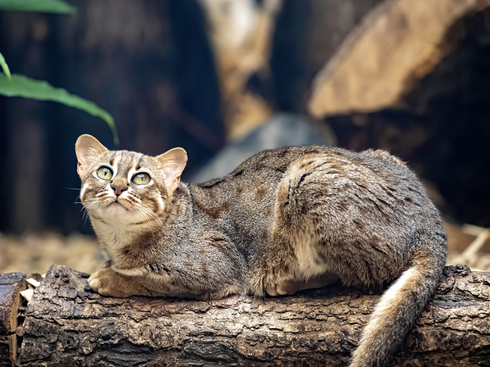 The rusty-spotted cat's name comes from the rust-colored spots scattered across its soft gray fur. Image Credit: © Vladislav Jirousek, Dreamstime. The rusty-spotted cat's name comes from the rust-colored spots scattered across its soft gray fur. Image Credit: © Vladislav Jirousek, Dreamstime.