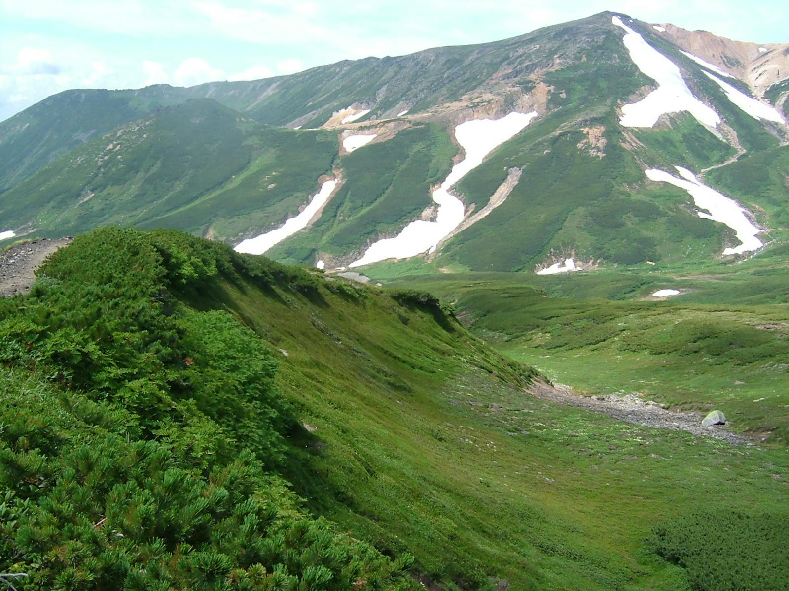 Hokkaido Montane Conifer Forests