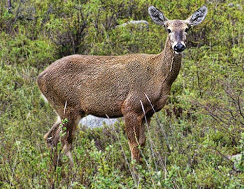 Chilean huemul (South Andean deer)