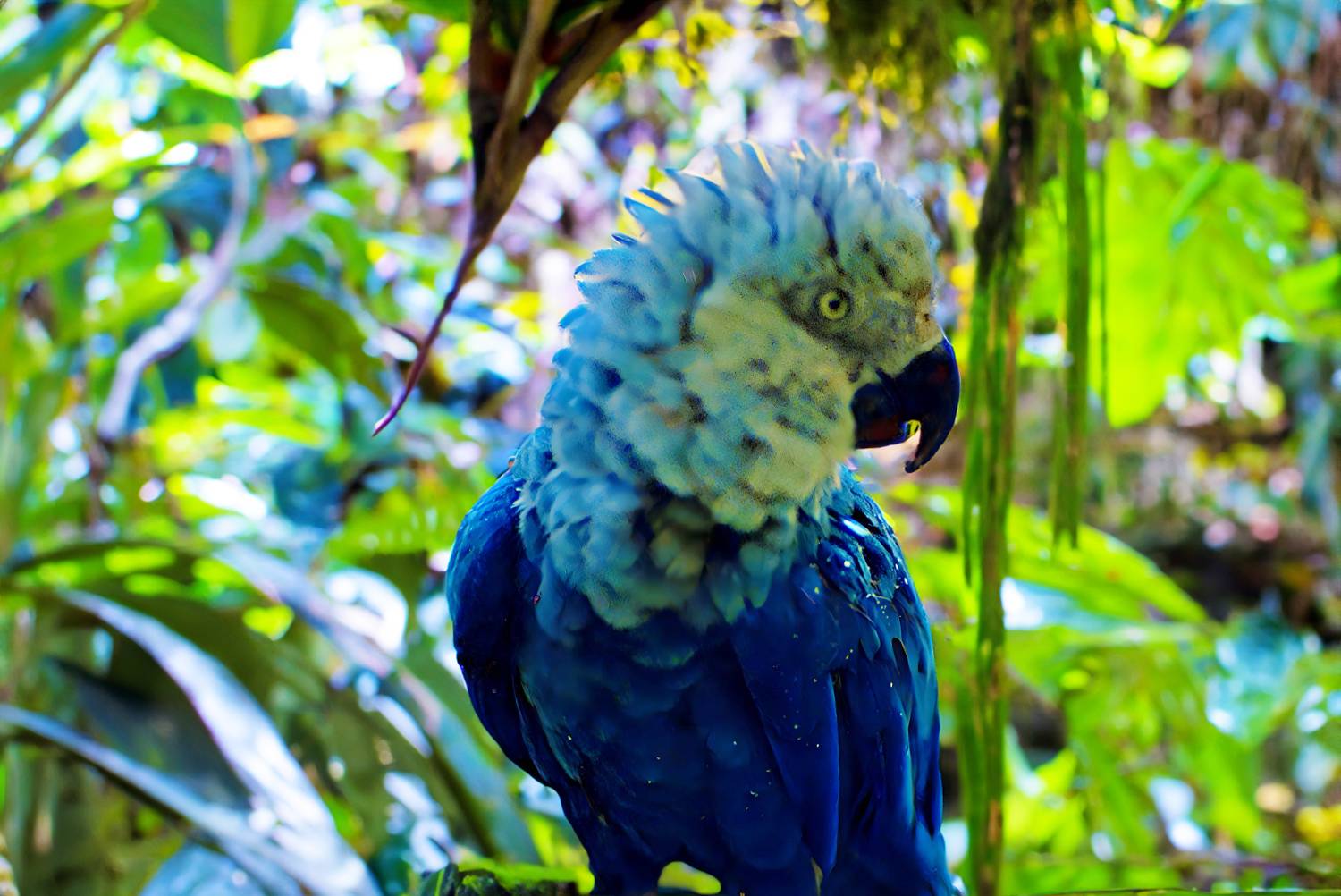The flagship species of the Caatinga ecoregion is the Spix’s macaw (Cyanopsitta spixii).