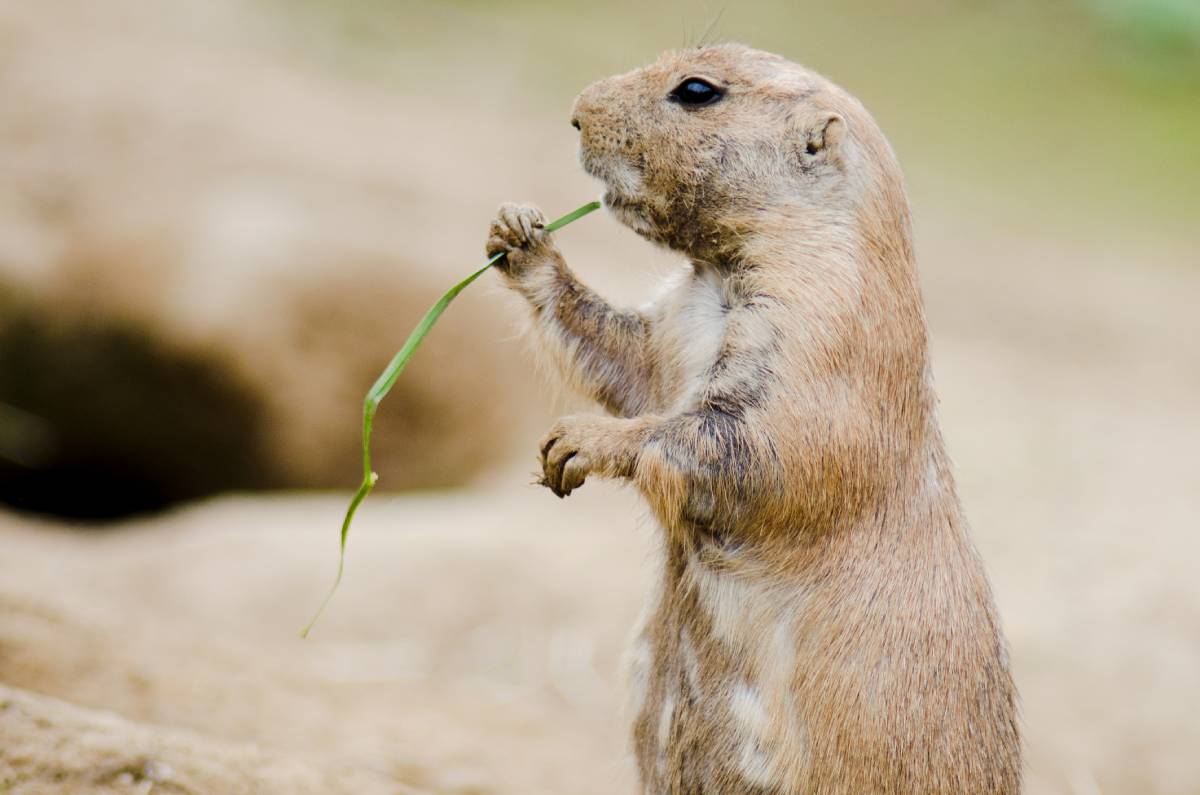 what does a black tailed prairie dog look like