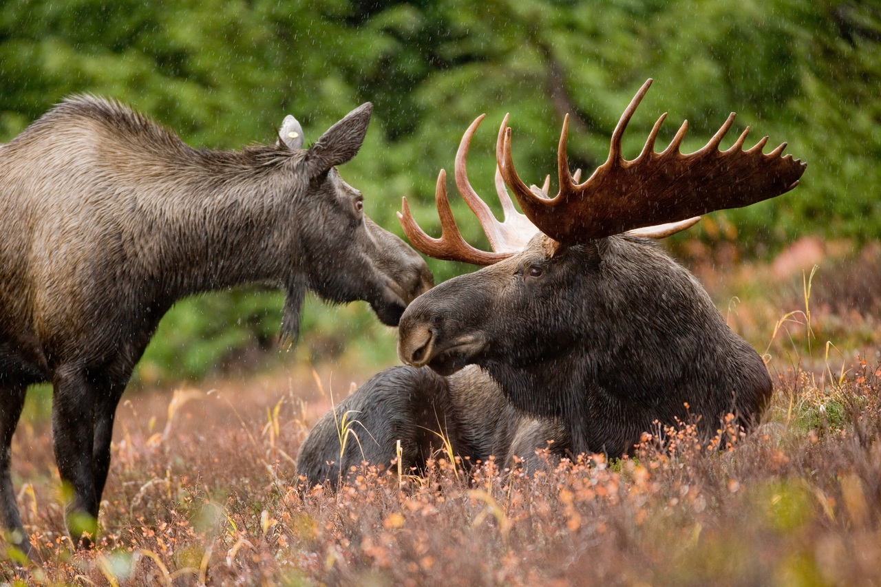 Not a-moose-ing! Shocking moment rogue garbage truck driver chases a MOOSE through Alaska neighborhood