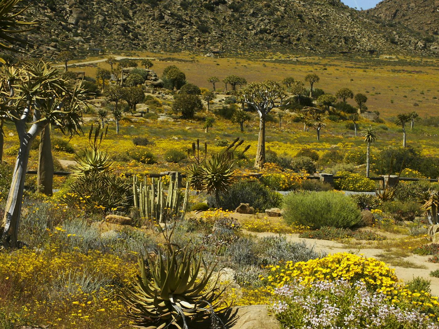 Southwest African Coastal Drylands (AT10)