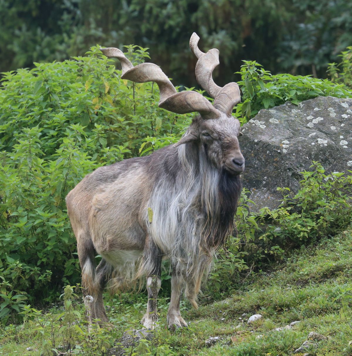 Markhors: magnificent corkscrew horned goats living high in the Himalayas |  One Earth