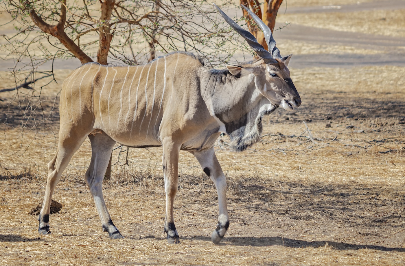 The giant eland (Taurotragus derbianus), also known as the Lord Derby eland, is the largest species of antelope