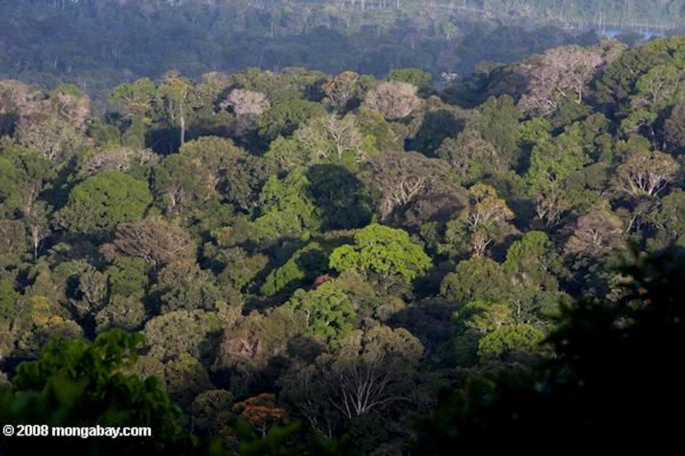 Guianan Forests & Savanna (NT21)