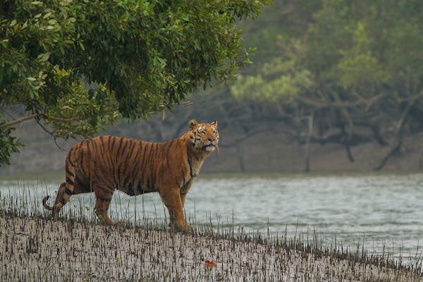 The important role Bengal tigers play in the Sundarbans mangroves