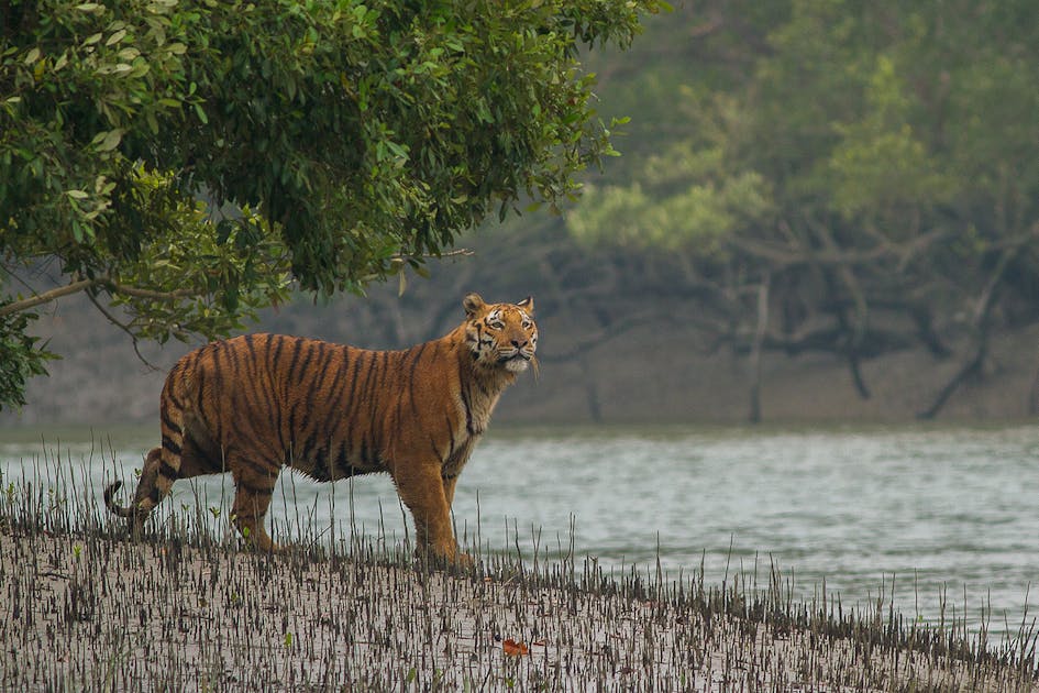 How Royal Bengal Tiger Is Important For Sundarbans Mangrove Forest [2023] -  Sundarbans JFMC