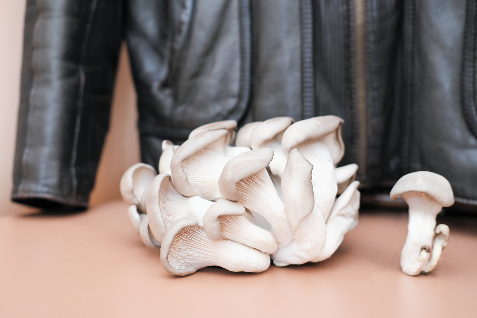 Mycelium leather is a sustainable alternative to leather—made of mushroom spores and plant fibers. Image Credit: © Luliia Panova | Dreamstime.com.