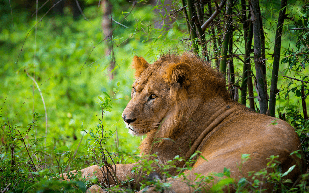 Asiatic lion in a national park in India. Image credit: Dopeyden, Creative Commons