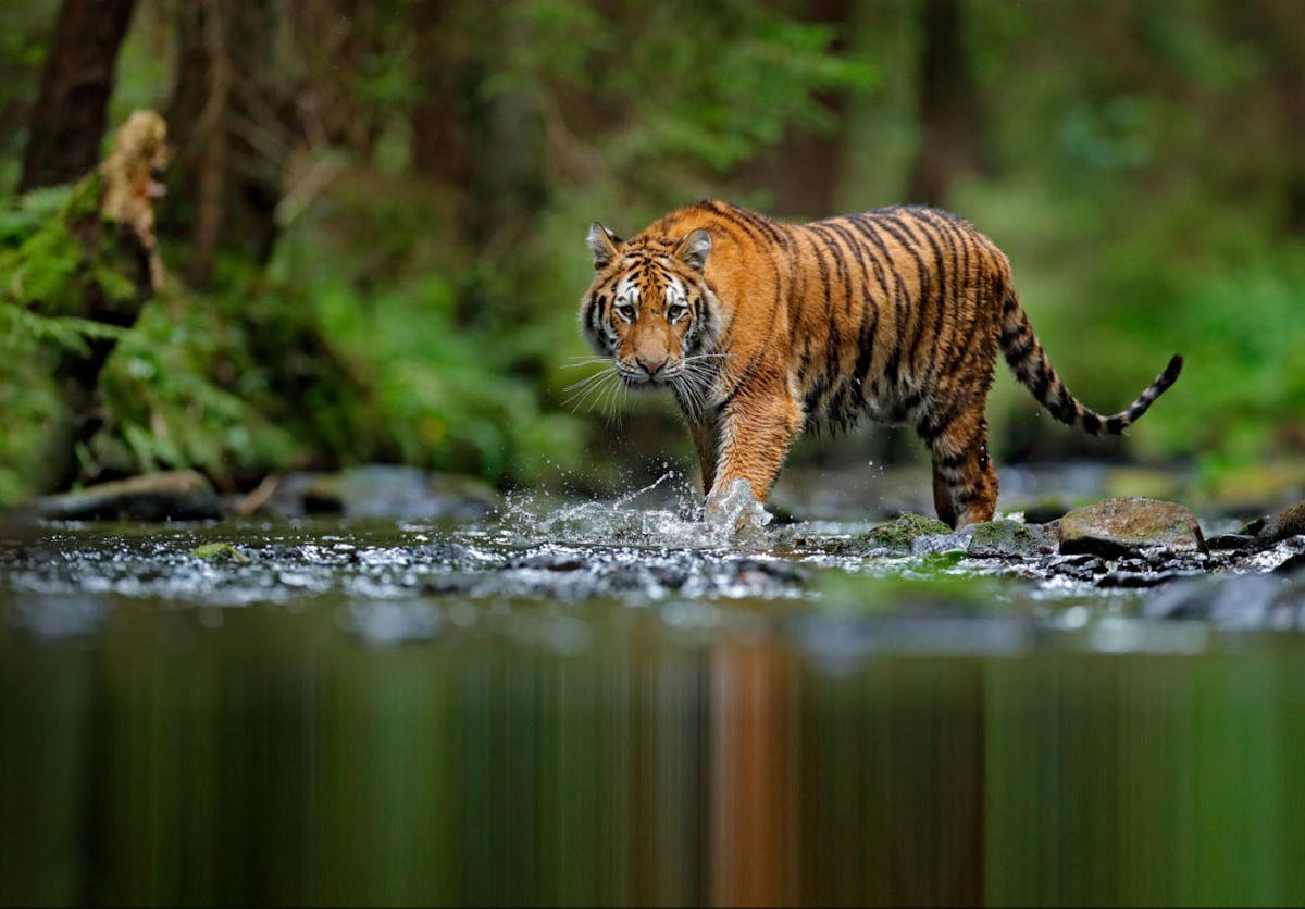 Nature Conservation