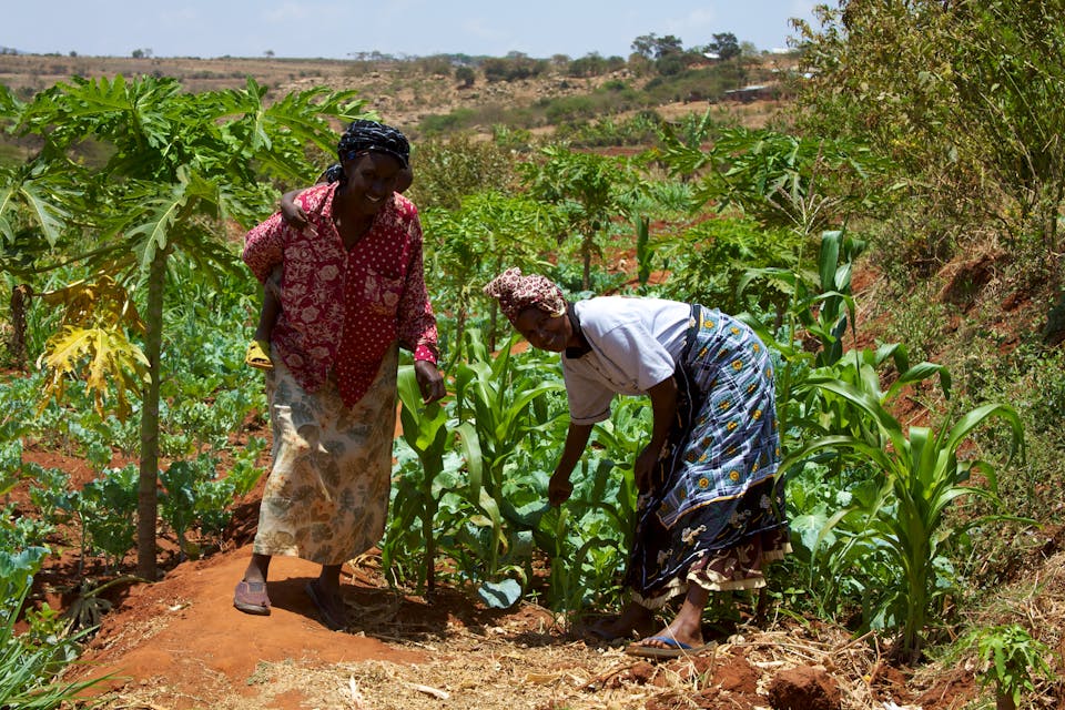 Why smallholder farmers are key to scaling regenerative agriculture: 10 case studies