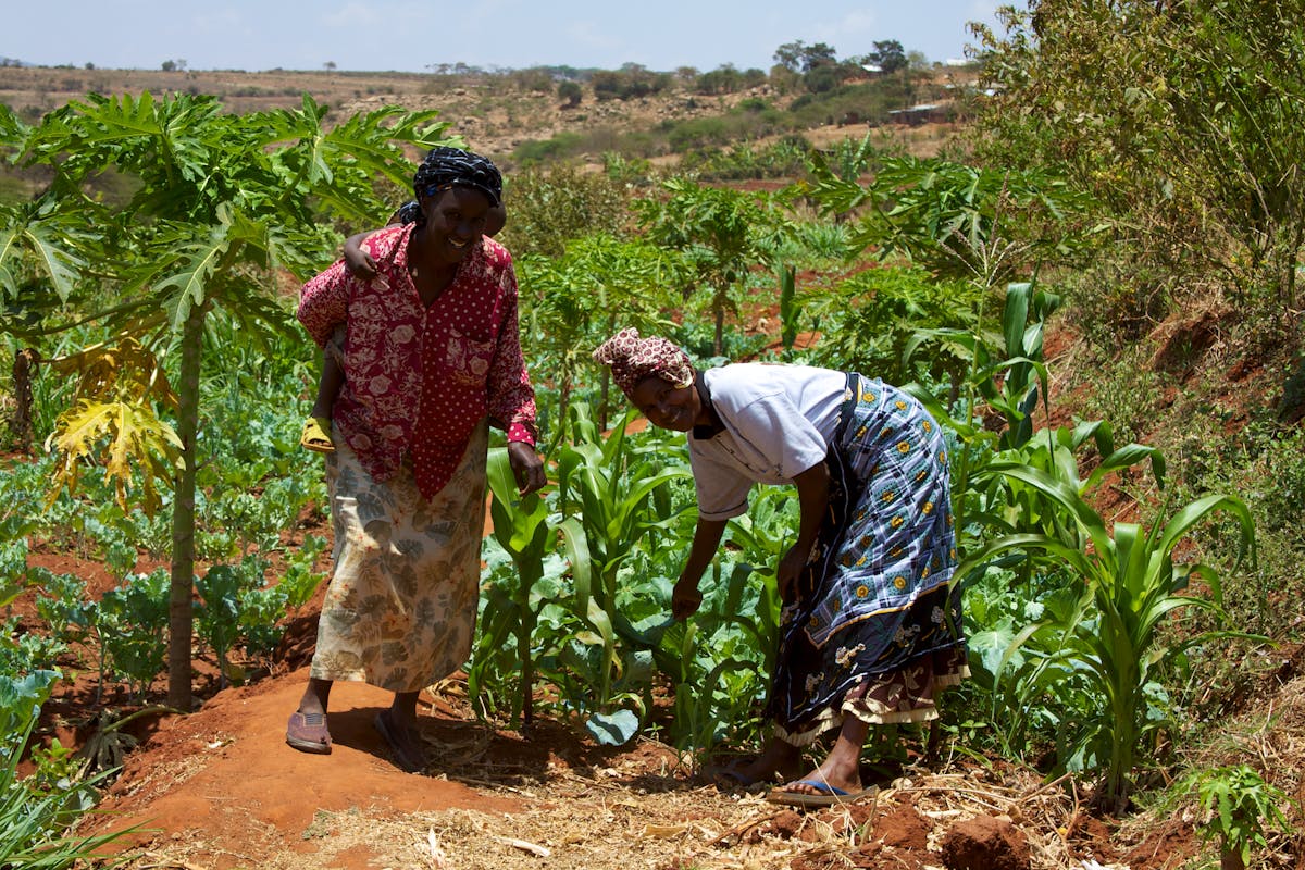 Why smallholder farmers are key to scaling regenerative agriculture: 10 case studies