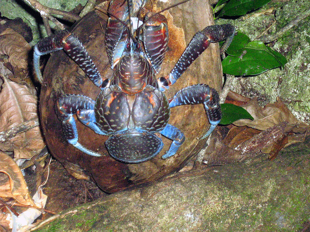 A coconut crab on its coconut dinner in Niue. Image Credit: fearlessRich, Wiki Commons.