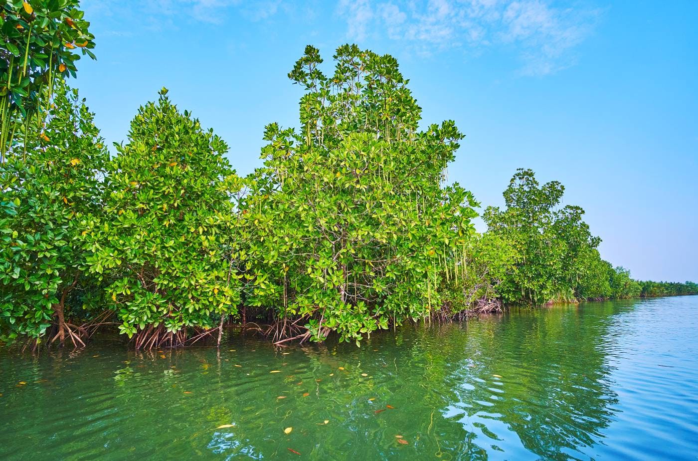 Myanmar Coast Mangroves One Earth