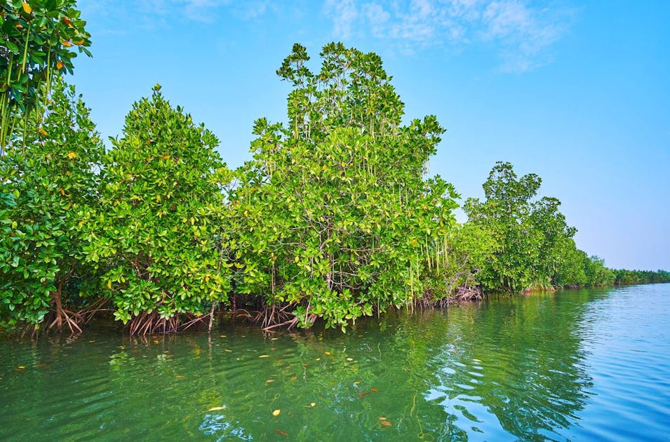 Myanmar Coast Mangroves One Earth
