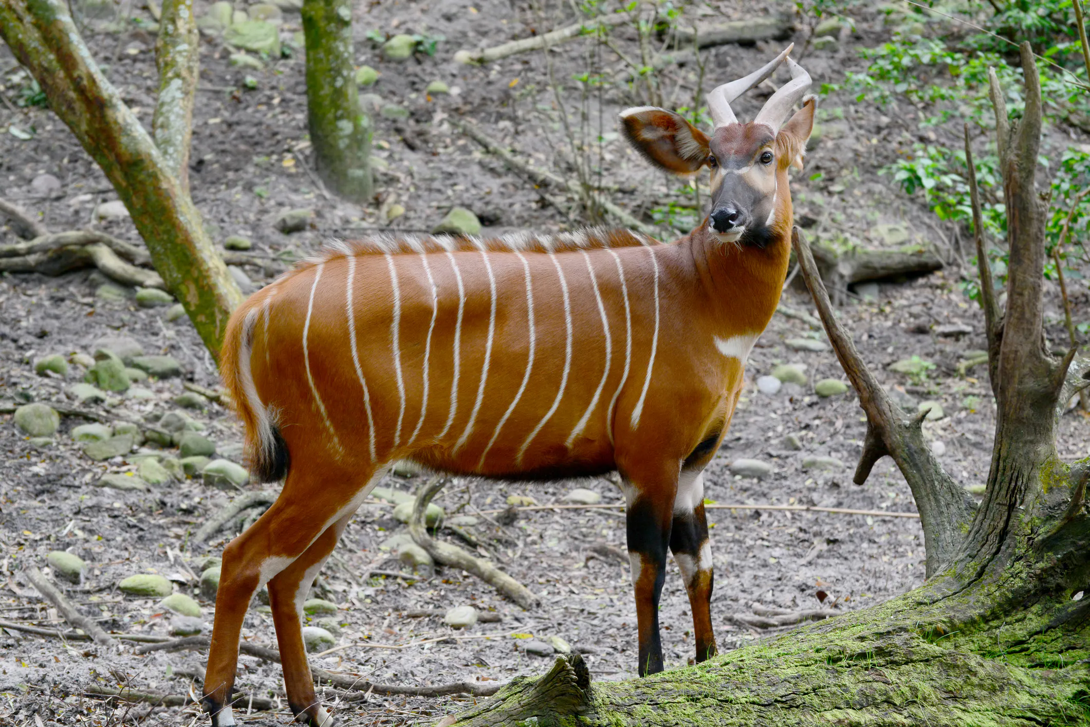 The bongo is among the largest of the African forest antelope species. Image Credit: © Gualberto Becerra P., Dreamstime.