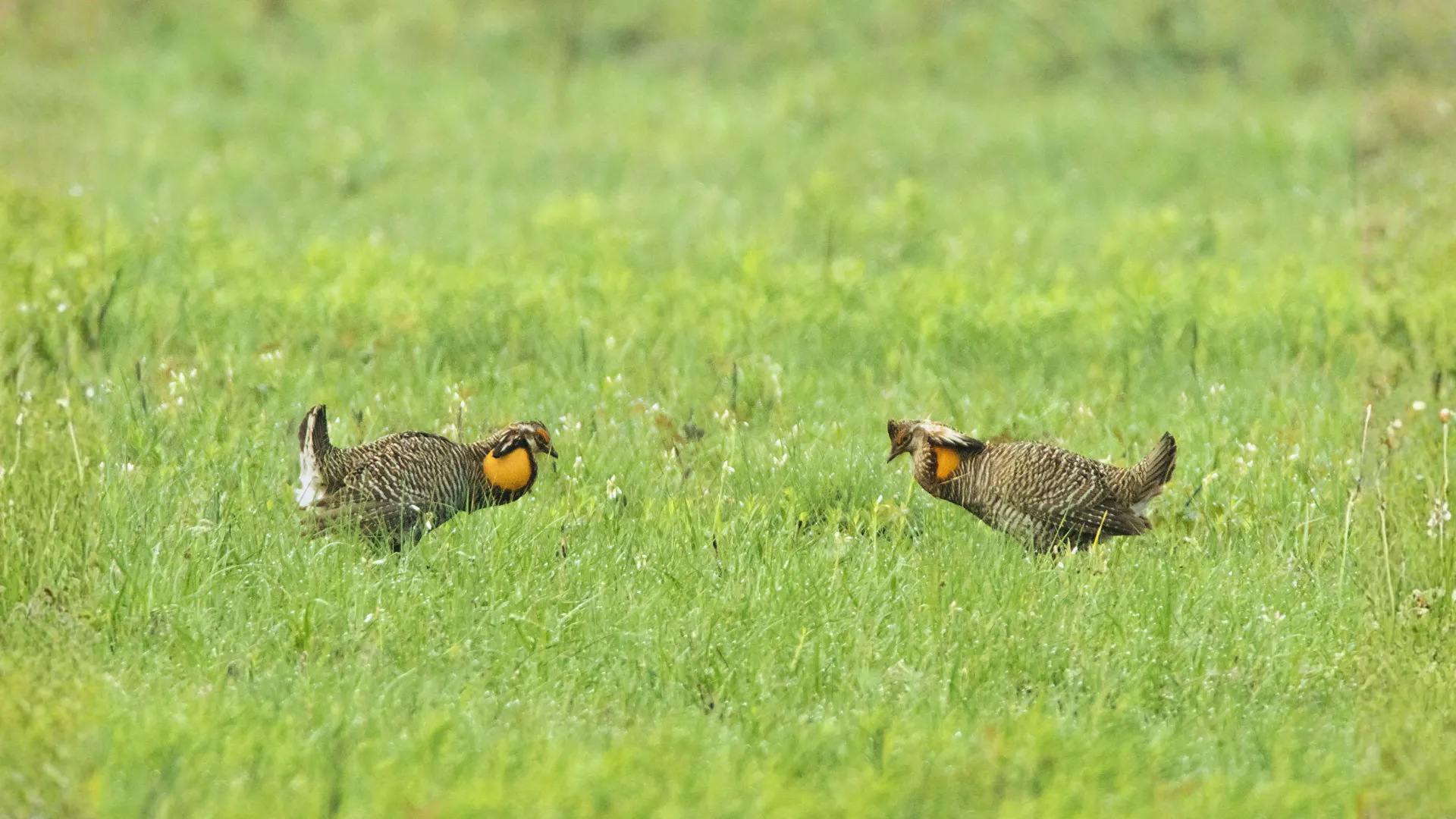 A pair of Attwater prairie-chickens face off in a mating display at the Attwater Prairie-Chicken National Wildlife Refuge near Eagle Lake, Texas. Image Credit: Milehightraveler, Canva.