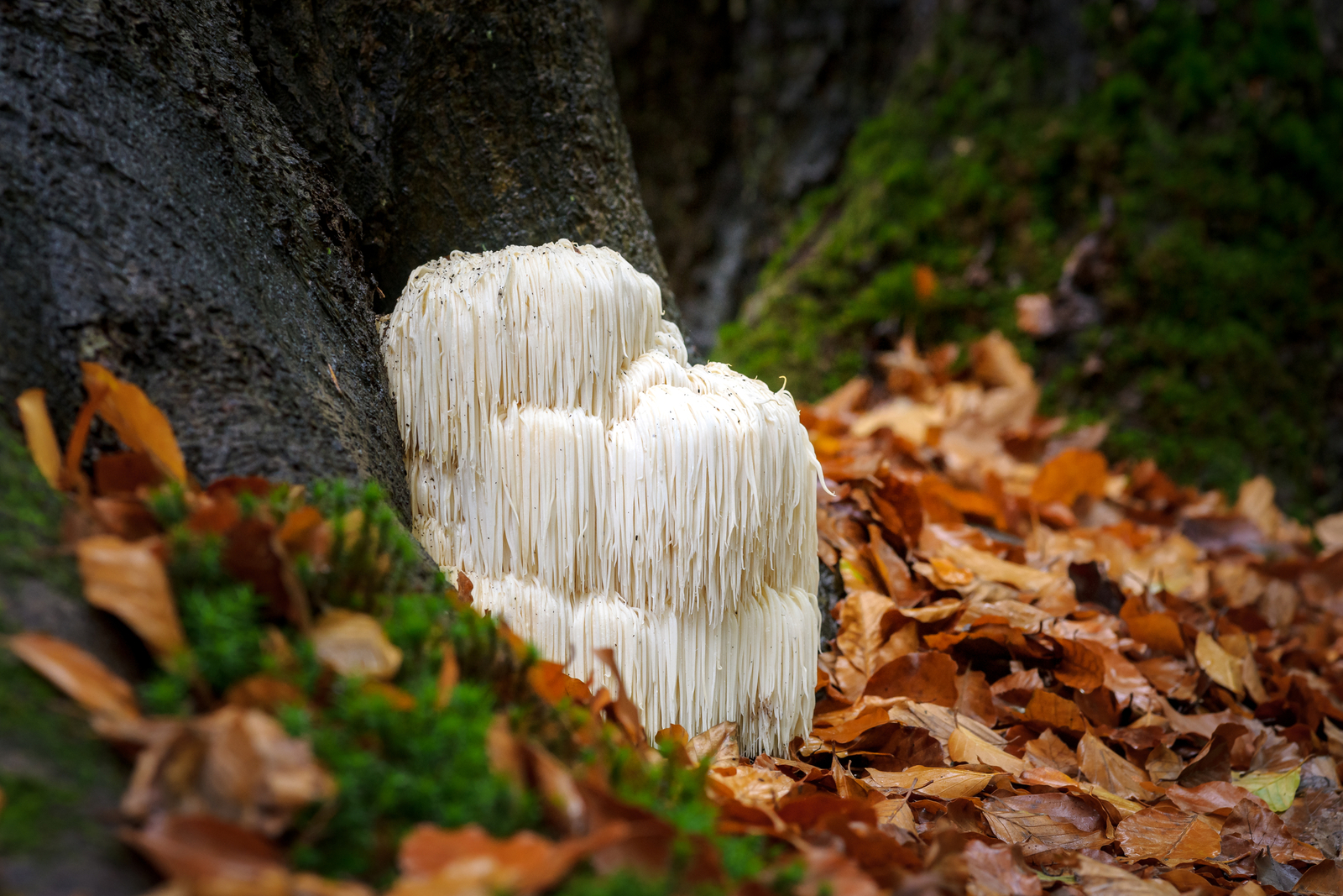 Rare lion's mane mushroom in a Dutch forest. Image Credit: © Fotografiecor | Dreamstime.com.