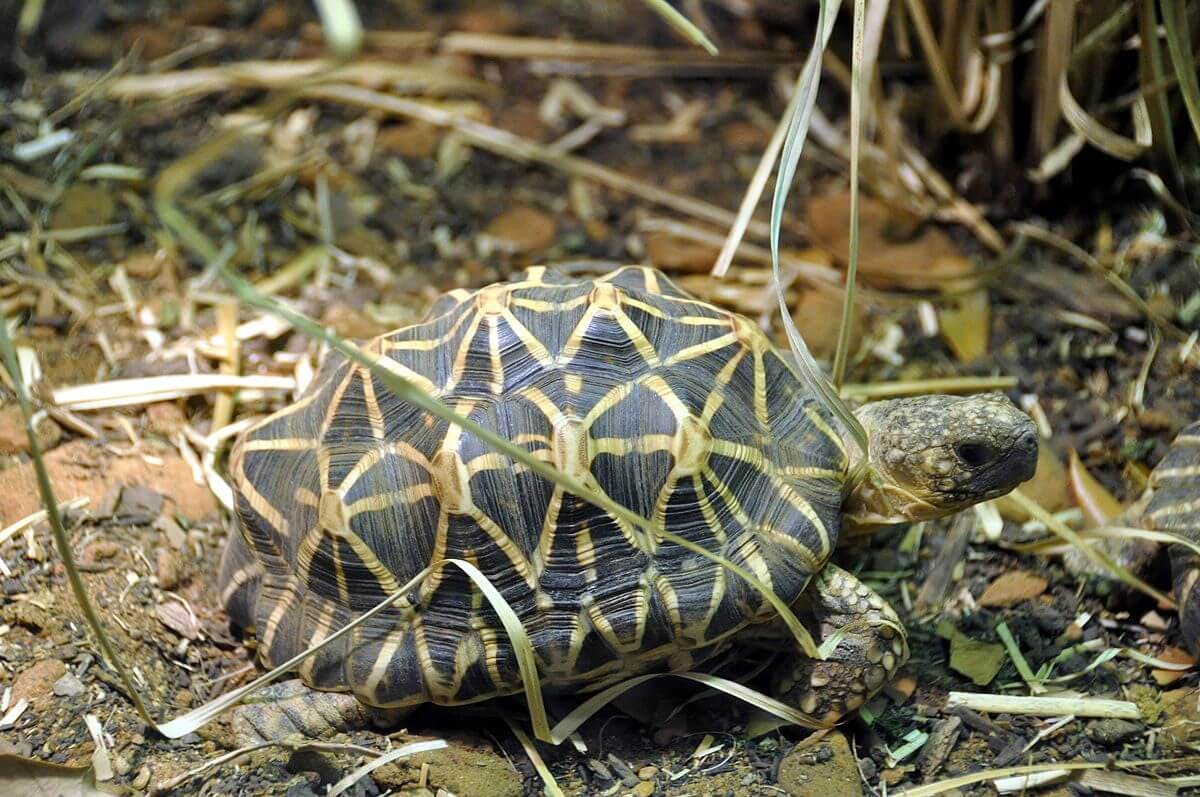 Burmese Star Tortoise The Stunning Conservation Success Story In Myanmar One Earth