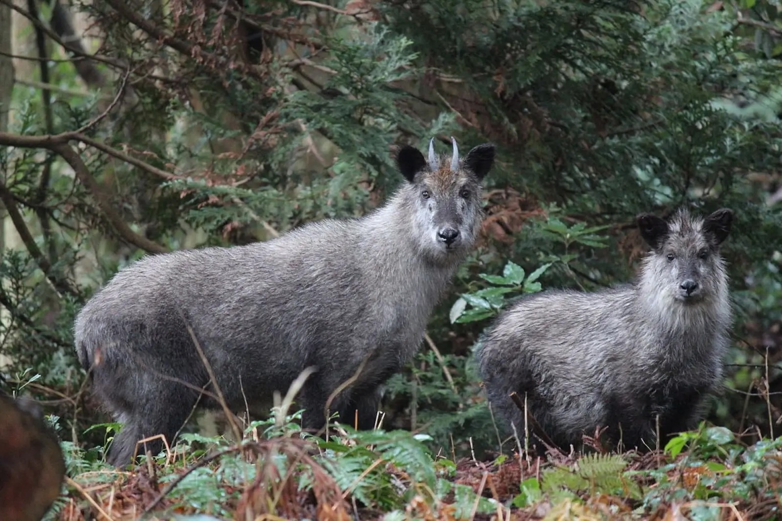 Japanese serow. Image Credit: ヤン提督, Animalia.bio.