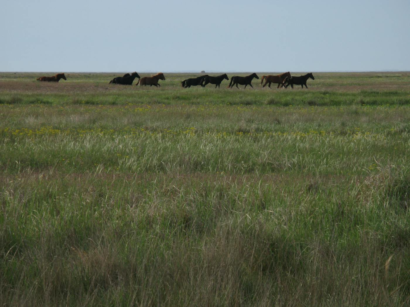 Pontic Steppe Grasslands (PA16)