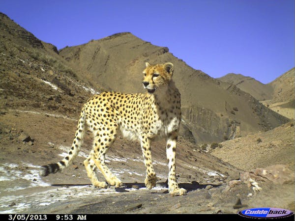 Can Iran save the last remaining Asiatic cheetahs?