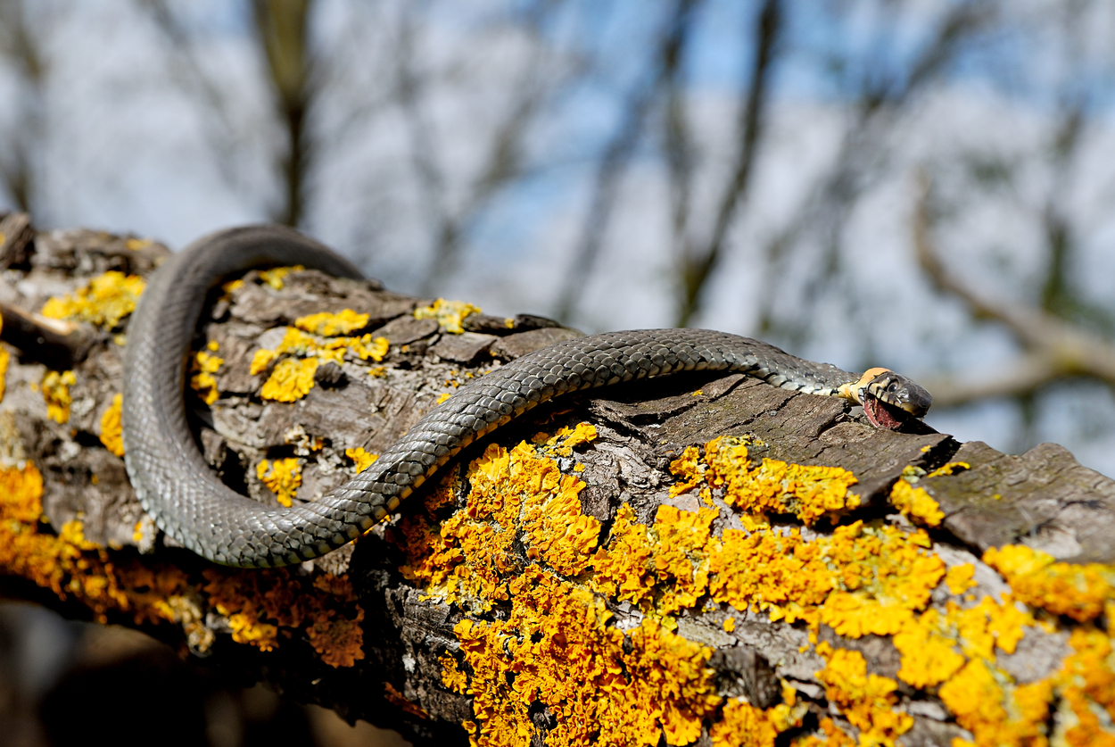 The snake basks in the sun, laying on a tree