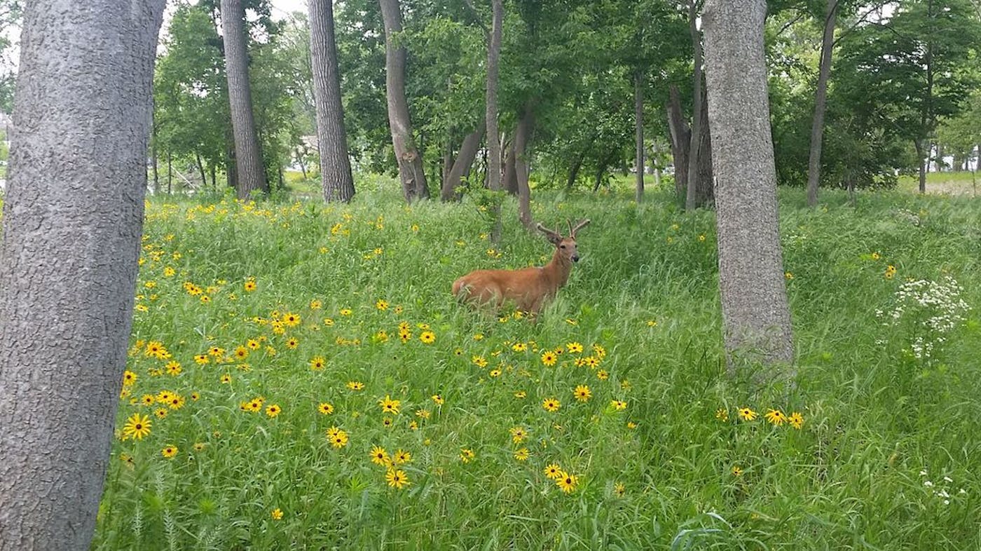 Midwestern Tallgrass Prairie & Forest Transition (NA21)