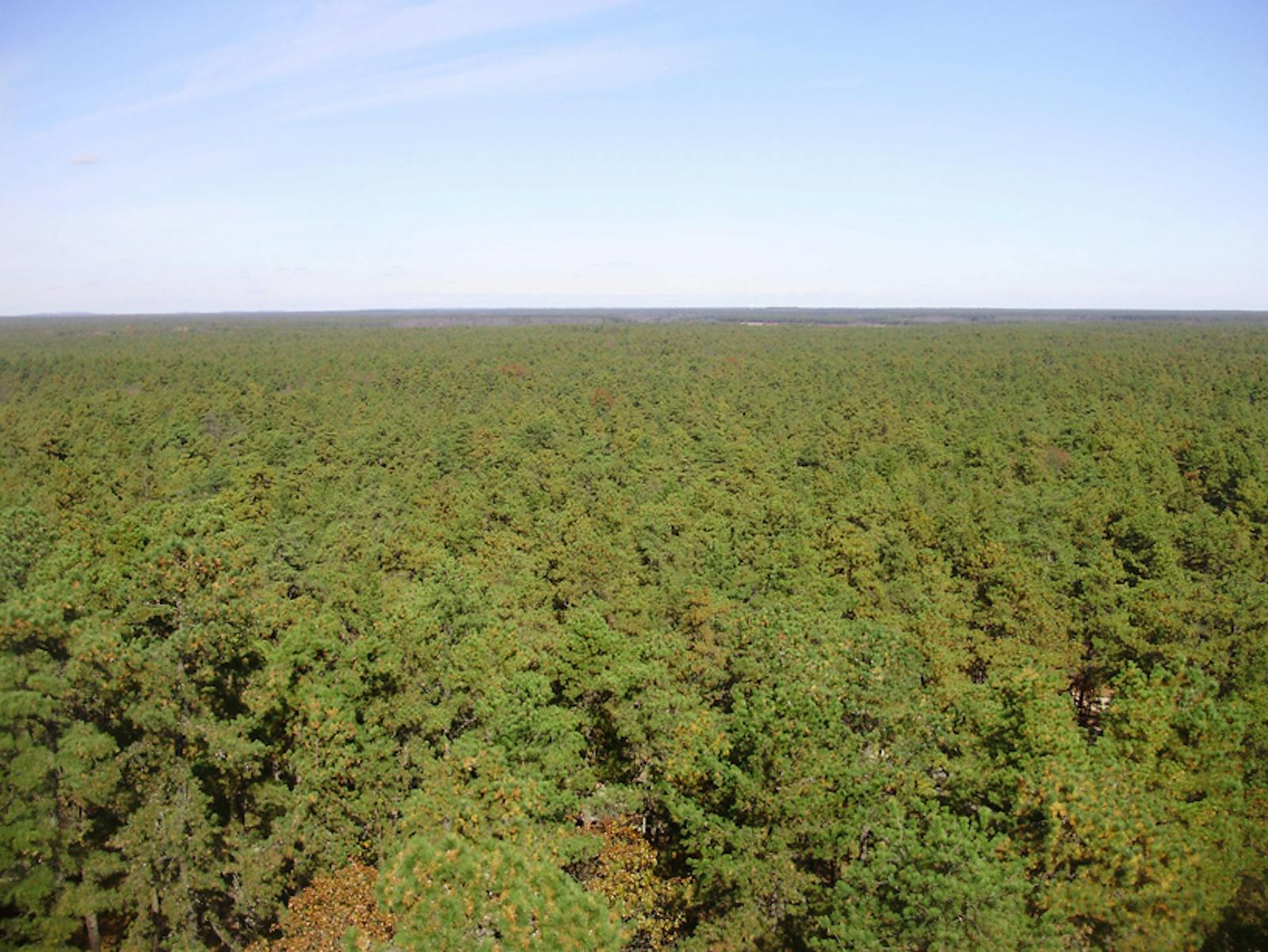 Atlantic Coastal Pine Barrens