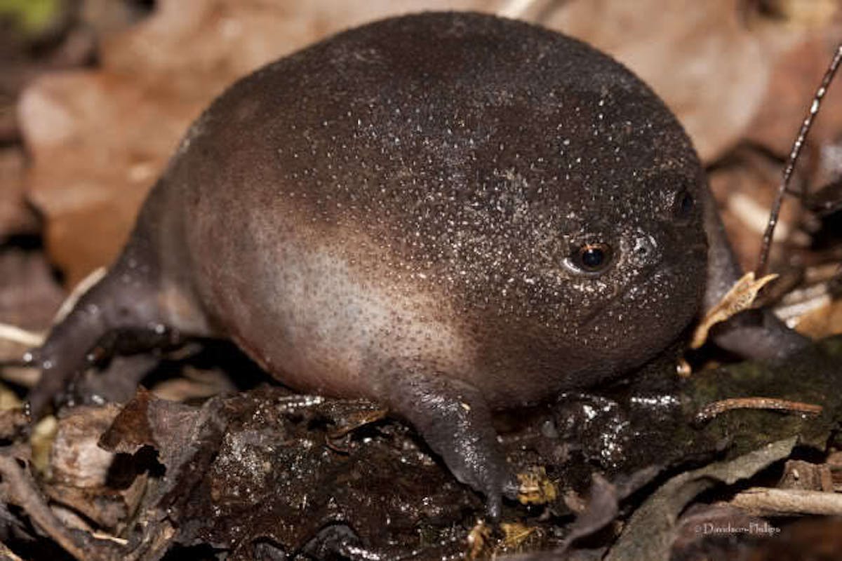 Black rain frog: The bizarre, grumpy-faced amphibian that's terrible at  jumping and swimming