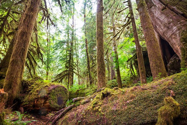 Protecting America's old-growth forests: A call for immediate action